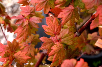 Acer circinatum Burgundy Jewel