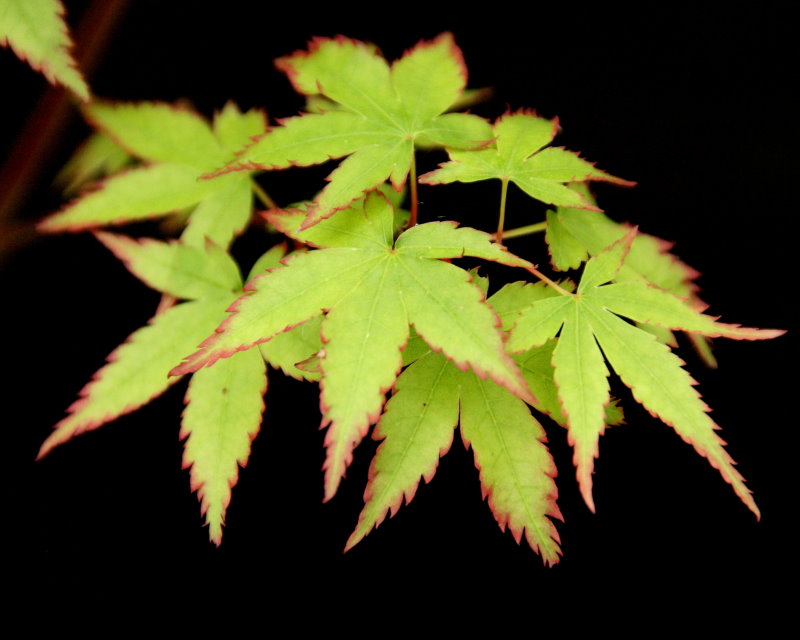 japanese maple leaf tree. japanese maple leaf burn. own