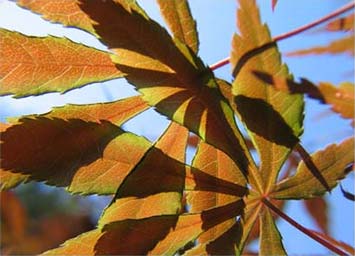 Matsumurae - semi dwarf Japanese Maple Cultivar