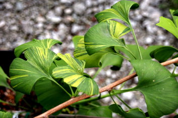Ginkgo biloba Sunstream