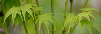 Acer palmatum Ukon / Aoyagi