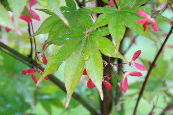 Acer palmatum Omato