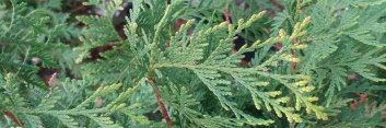 z Conifer Thuja occidentalis Yellow Ribbon