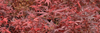 Acer palmatum Shojo hime (Also see Hime shojo)