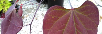 z Cercis canadensis Ruby Falls