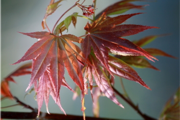 Acer palmatum Wattez