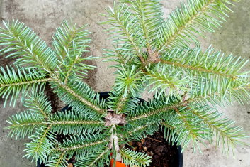 Abies lasiocarpa Hurricane Blue