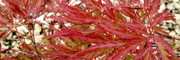 Acer palmatum Shojo shidare