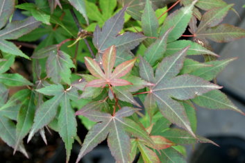 Acer palmatum Heptalobum Rubrum