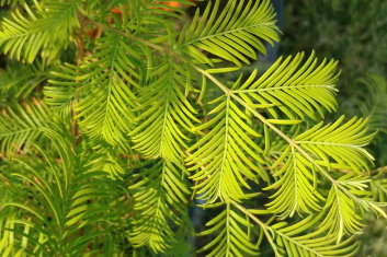 Metasequoia glyptostroboides Bizzarger