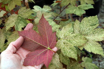 Acer pseudoplatanus Esk Sunset