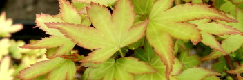 Acer palmatum Koto maru