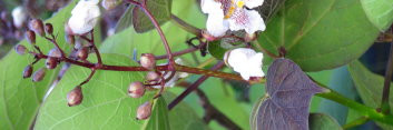 z Catalpa erubescens Purpurea