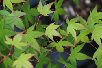 Acer palmatum Caperci Dwarf