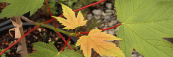 Acer pseudoplatanus Puget Pink