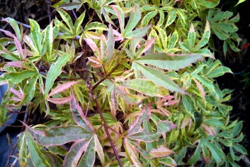 Acer palmatum Geisha Gone Wild