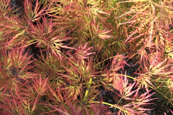 Acer palmatum Orangeola