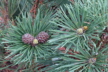 Pinus mugo Yellow Point