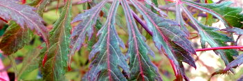 Acer palmatum Earthfire