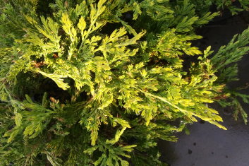 Juniperus horizontalis Gold Strike