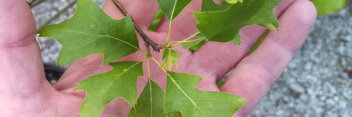 z Quercus prinus Compacta