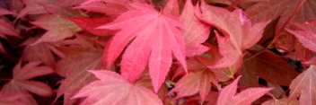 Acer palmatum Ruslyn In The Pink