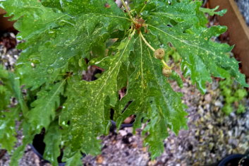 Quercus robur Strypemonde (English Truffle Oak)