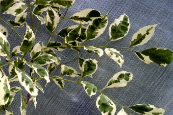 Franxinus pennsylvanica Variegata