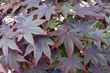Acer palmatum Fujinami nishiki