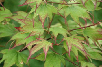 Acer palmatum Tsuma beni