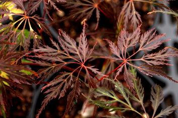 Acer palmatum Emma