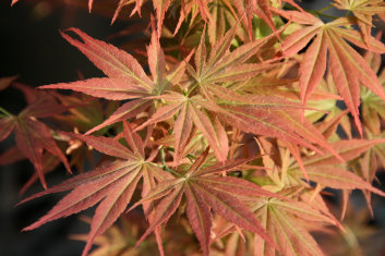 Acer palmatum Orion