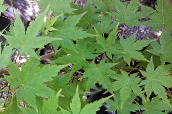 Acer palmatum Hohman's Variegated