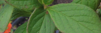 z Stewartia koreana Lindstrom's Weeping