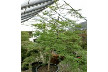 Acer palmatum Contorta