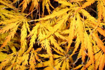 Acer palmatum Washi-no-o / Eagle's Tail