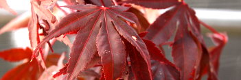 Acer palmatum Livy