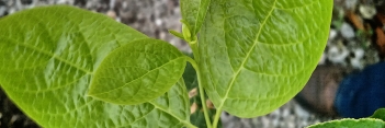 z Calycanthus raulstonii Venus