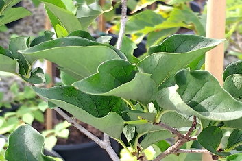 Syringa pubescens Miss Kim