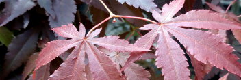 Acer palmatum Ed Carmine