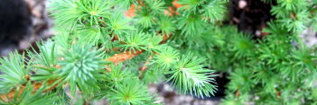 z Larix kaempferi Grey Pearl