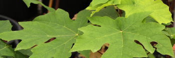 Acer macrophyllum Seattle Sentinel 