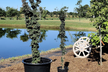 Acer platanoides Curly Lamp Post