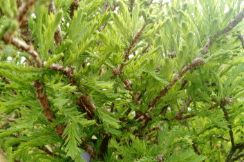 Taxodium distichum Cody's Feathers