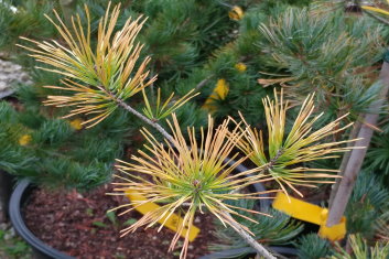 Pinus virginiana Wate's Golden