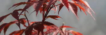 Acer palmatum Rhode Island Red
