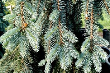 Picea pungens The Blues