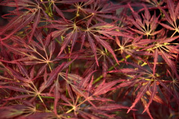 Acer palmatum Red Web