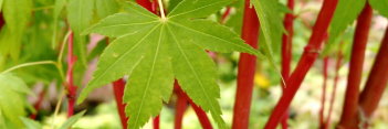 Acer palmatum Beni kawa