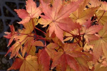 Acer palmatum Winter Flame